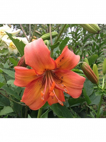 Лилия азиатская Сэлмон Флейвор НАБОР 2ШТ (2+2)