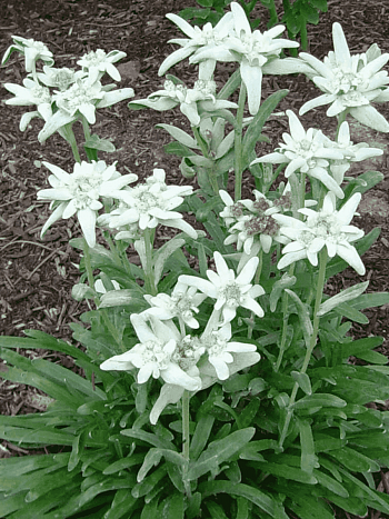 Эдельвейс альпийский Matterhorn