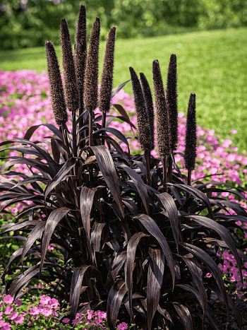 Пеннисетум Purple Baron