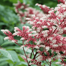 Роджерсия перистая Elegans