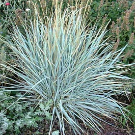 Колосняк песчаный Глаукус