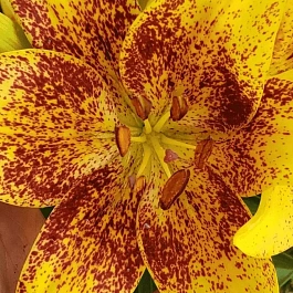 Лилия Tiny Nugget