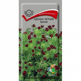 Адонис летний Красный