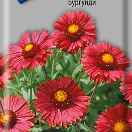 Гайлардия Бургунди