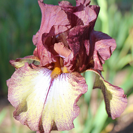 Ирис бородатый Бургунди Браун НАБОР 2ШТ (1+1)