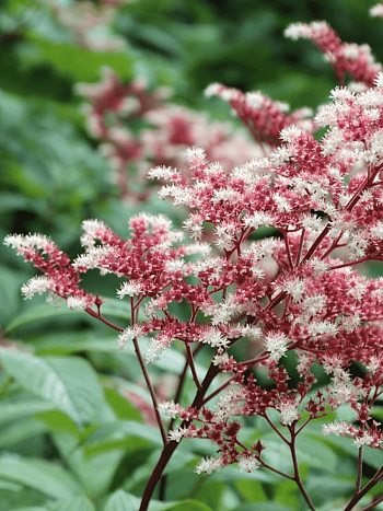 Роджерсия перистая Elegans