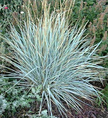 Колосняк песчаный Глаукус