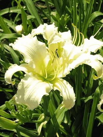 Лилейник Heavenly Angel Ice