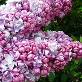 Сирень обыкновенная Жди меня