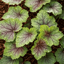 Гейхера американская  Dale Strain
