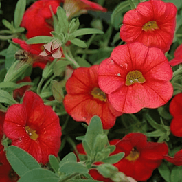 Калибрахоа Cabaret Scarlet (кашпо)