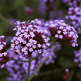 Вербена буэнос-айресская 