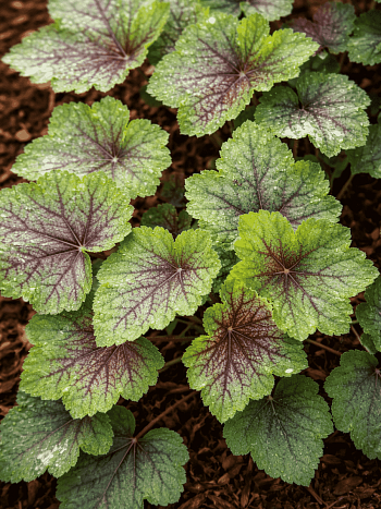 Гейхера американская  Dale Strain