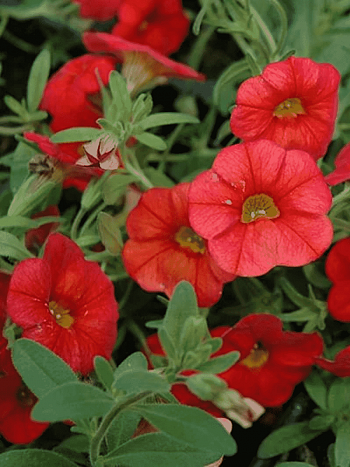 Калибрахоа Cabaret Scarlet (кашпо)