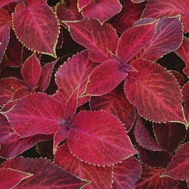 Колеус Визард Вельвет Ред