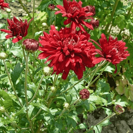 Хризантема Duchess of Edinburgh