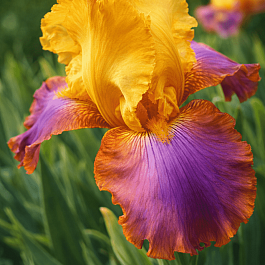 Ирис германский Sunset Sky