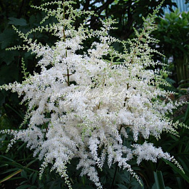 Астильба японская Элли Астильба японская Элли