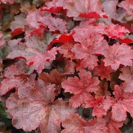 Гейхера Cherry Cola