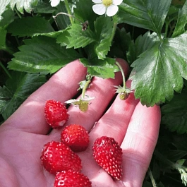 Земляника альпийская Руяна