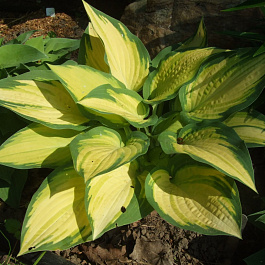 Хоста гибридная Ориндж Мармелад