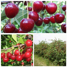 Дерево-сад (2-3х летка) вишня 2 сорта Жуковская - Шоколадница