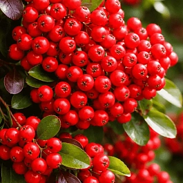 Пираканта cocainea Red Cushion