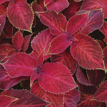 Колеус Визард Вельвет Ред