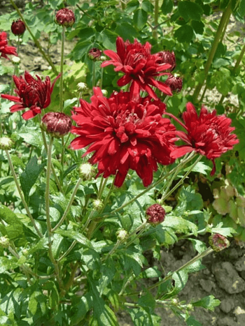 Хризантема Duchess of Edinburgh