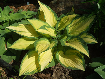 Хоста гибридная Ориндж Мармелад