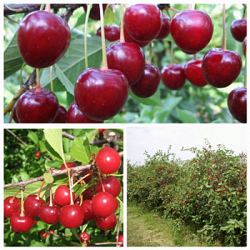 Дерево-сад (2-3х летка) вишня 2 сорта Жуковская - Шоколадница