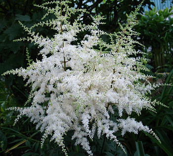 Астильба японская Элли Астильба японская Элли