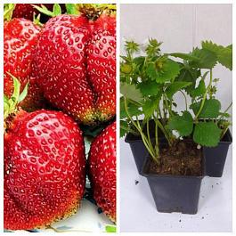 Земляника садовая Вима Тарда НАБОР 3ШТ