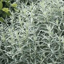 Полынь людовика