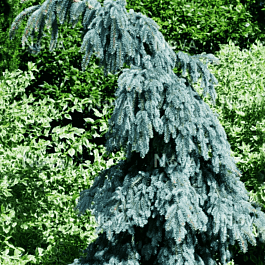 Ель колючая Glauca pendula