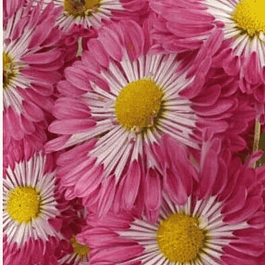 Хризантема корейская Вышиванка