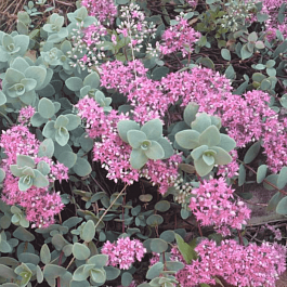 Очиток Эверса