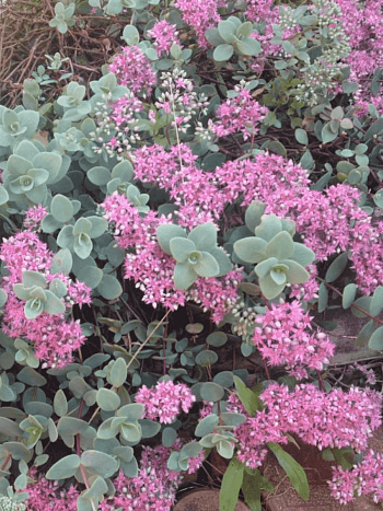 Очиток Эверса