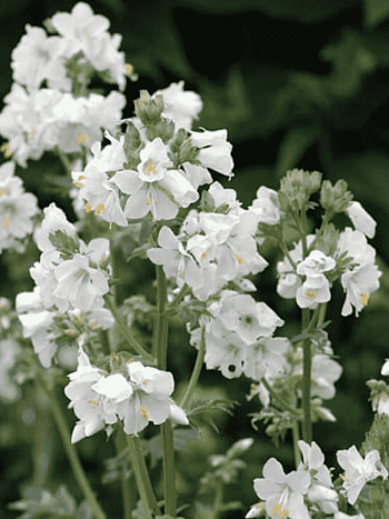 Синюха голубая Album