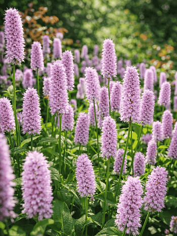 Горец змеиный Superba