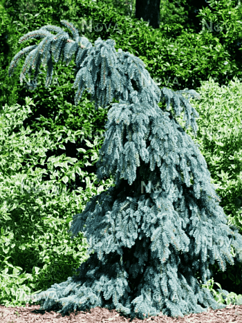 Ель колючая Glauca pendula