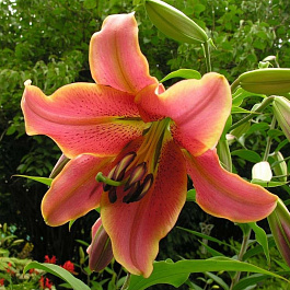 Лилия ОТ-гибрид Ред Хот