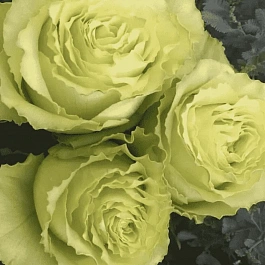 Роза чайно-гибридная Lemonade