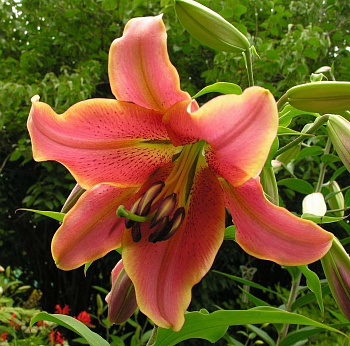 Лилия ОТ-гибрид Ред Хот