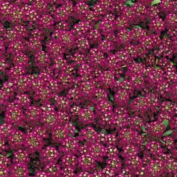 Алиссум Эстер Бонет Дип Роуз