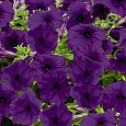 Петуния ампельная Саксесс Блю Петуния ампельная Саксесс Блю