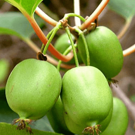 Актинидия Аргута  Rogow