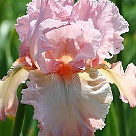 Ирис бородатый Май Валентайн
