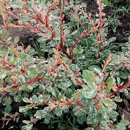 Барбарис Тунберга Natasza