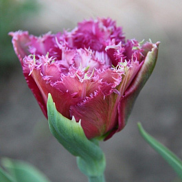 Тюльпан бахромчатый Мэтчпойнт